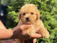 BİBLO MALTİPOO ERKEK