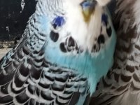 Show jumbo muhabbet kuşu erkek ısırmaz