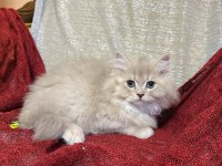 Sütten kesilen safkan british longhair bebekler
