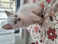 2 aylık yavru british shorthair