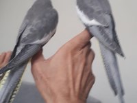 Evcil Takım Sultan Papağanı