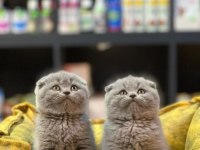 Güzel Scottish fold