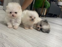 Pomeranian Boo Köpeğimiz