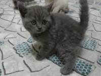 British shorthair