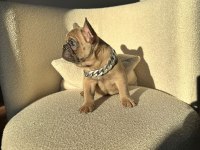 50 günlük blue sable erkek french bulldog