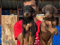 Doberman yavruları