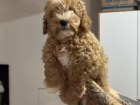 Wc eğitimli aşılı pasaportlu maltpoo yavrularımız