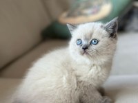 A KALITE AYI SURAT KEDİMİZ