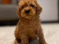 40 günlük poodle yavrularımız yeni sahiplerini bekliyor
