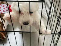 A kalite dişi ve erkek maltese