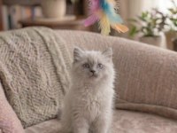 Yakışıklı Prens British Longhair