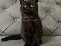 Siyah ve kahverengi british shorthair