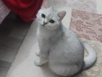 Çiftleştirme kedimiz