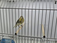 Erkek Kanarya