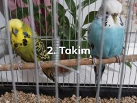 Show Jumbo ve jumbo muhabbet kuşu
