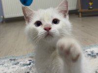 british shorthair yavrumuz