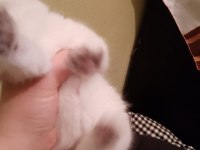 Çok tatlı safkan blue point british shorthair yavrumuz
