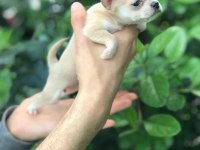 MİKRO TEACUP CHİHUAHUA BEBEĞİM
