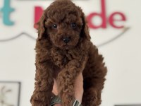 Petmode köpek çiftliğinde ziyarete açık toy poodle
