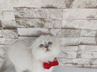 Scottish fold longhair