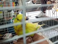 Ele Alışık İri Dişi Muhabbet Kuşu