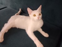 VAN KEDİSİ PRENSESE ÖMÜRLÜK YUVA