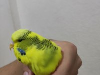 Tek erkek jumbo muhabbet kuşu