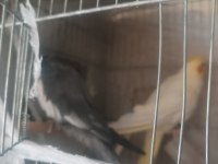 2 yaşında albino erkek kızgın ve lutino ve gren sultan