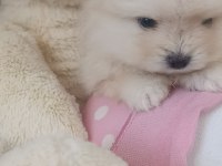 Micro Pomeranian Dişi 5 Aylık