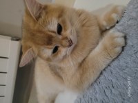Ny12 Golden 9 aylık British Shorthair