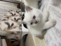 Scottish fold yavrularımız yeni yuvasını arıyor