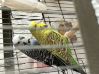 Jumbo muhabbet kuşları çift