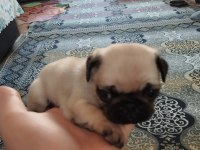 Pug Mops 55 - 65 Günlük Erkek - Dişi Yavrular