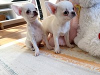 Safkan Beyaz Erkek Chihuahua Köpekler