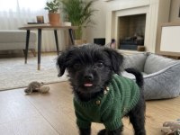 Morkie teacup çanta boy