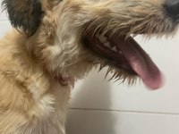Norfolk Yorkshire Terrier 9 AYLIK TUVALET EĞİTİMİ VAR