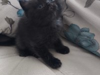 British shorthair yavrularımıza yuva arıyoruz