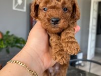 Dişi erkek sevimli poodle