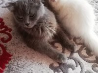 Beyaz melekler scottish fold longhair 4 yavru mevcut