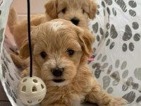 Maltipoo kg garantili yavrularımız