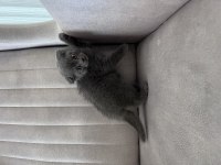 Birbirinden güzel British Shorthair yavrular