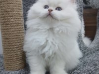 Orijinal chinchilla bebeklerim