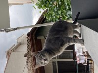 erkek kedi