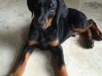FCİ KAYITLI DOBERMAN YAVRULARIMIZ