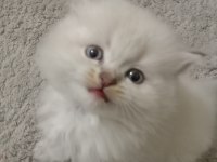 Çok Tatlı Yavru British Longhair