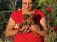 TEACUP BOY KOREAKAN TOY POODLE BEBEKLER KG GARANTİLİ