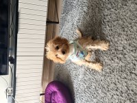 4 Aylık Erkek Maltipoo Tüm aşıları var
