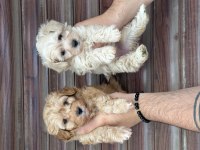 Orjinal aşılı maltipoo