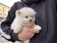 50 GÜNLÜK YAVRU POMERANİAN KÖPEKLER