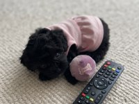 Teacup morkie köpeğimiz